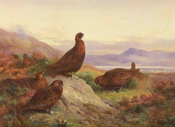 Archibald Thorburn The Morning Call